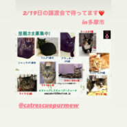 猫の譲渡会