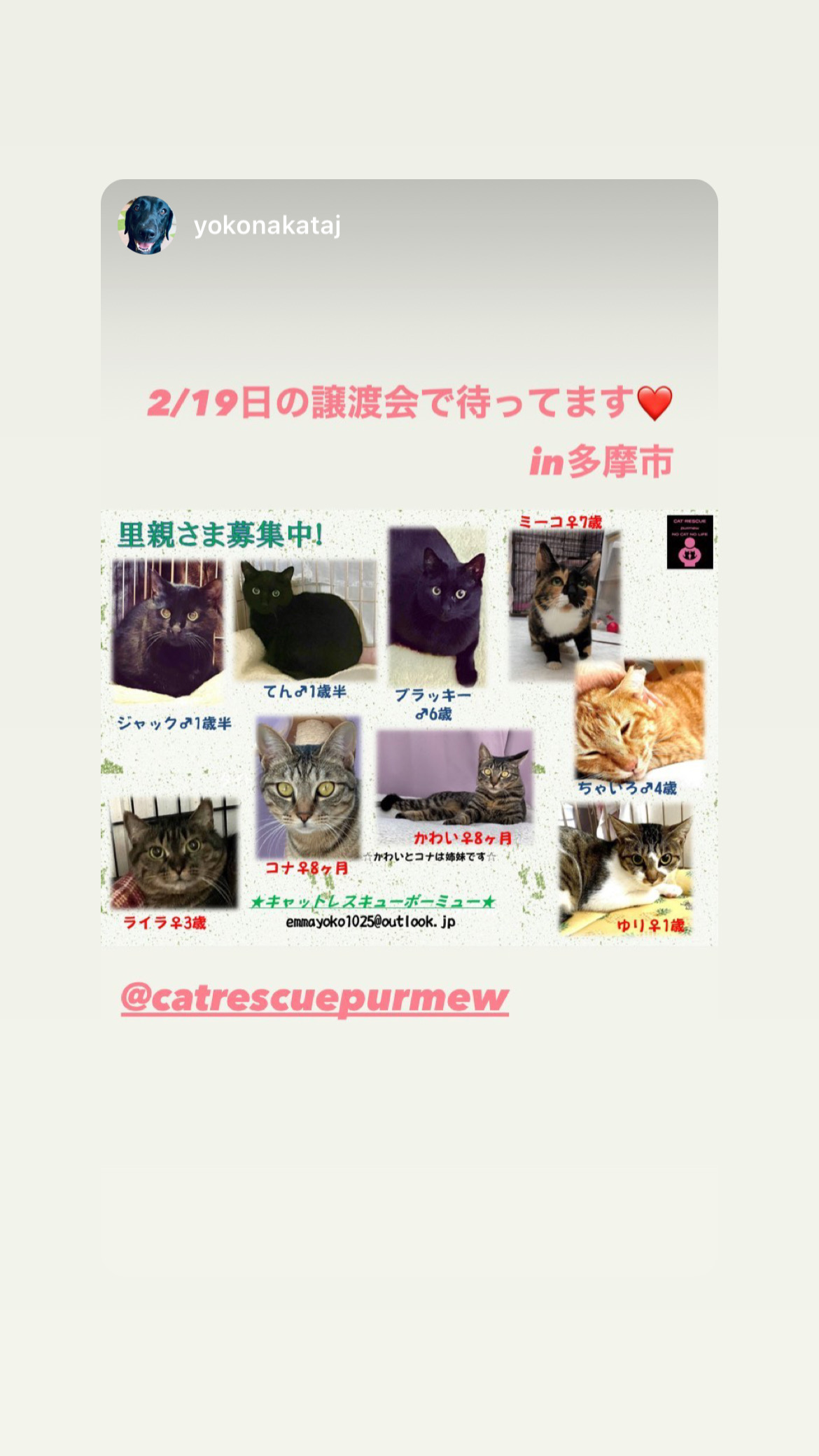 猫の譲渡会