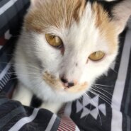 2歳の猫(女の子)