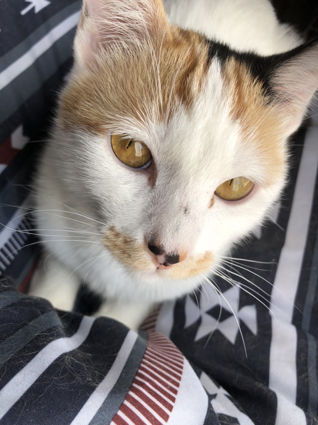 2歳の猫(女の子)