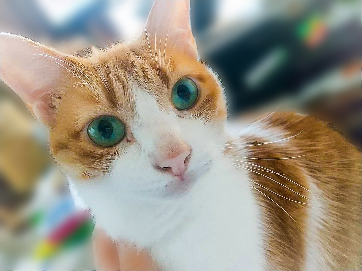 茶トラ6歳、おおきめ猫ちゃんの里親様募集です