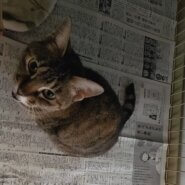 8年目の老猫ルルちゃん