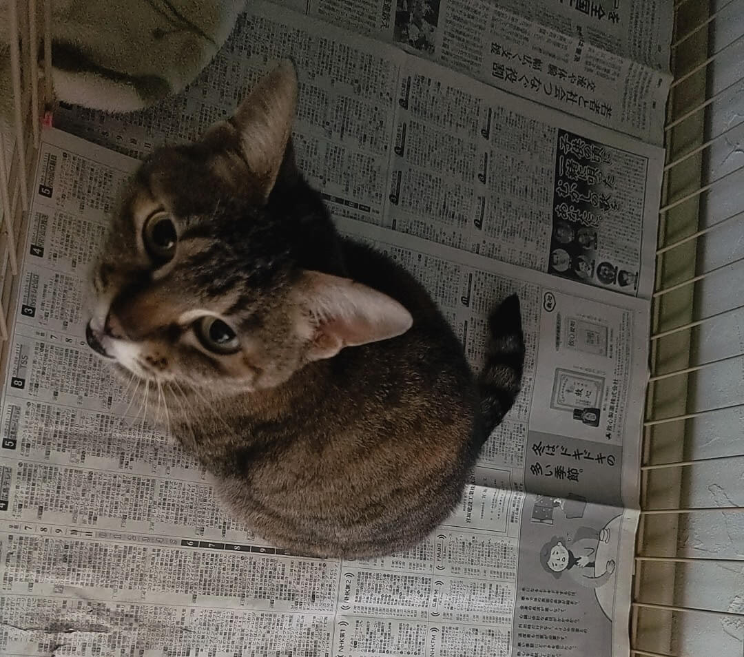 8年目の老猫ルルちゃん