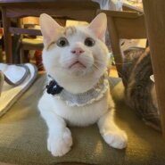 3/4譲渡会参加⭐︎茶白の少し怖がりな甘えん坊男子８ヶ月