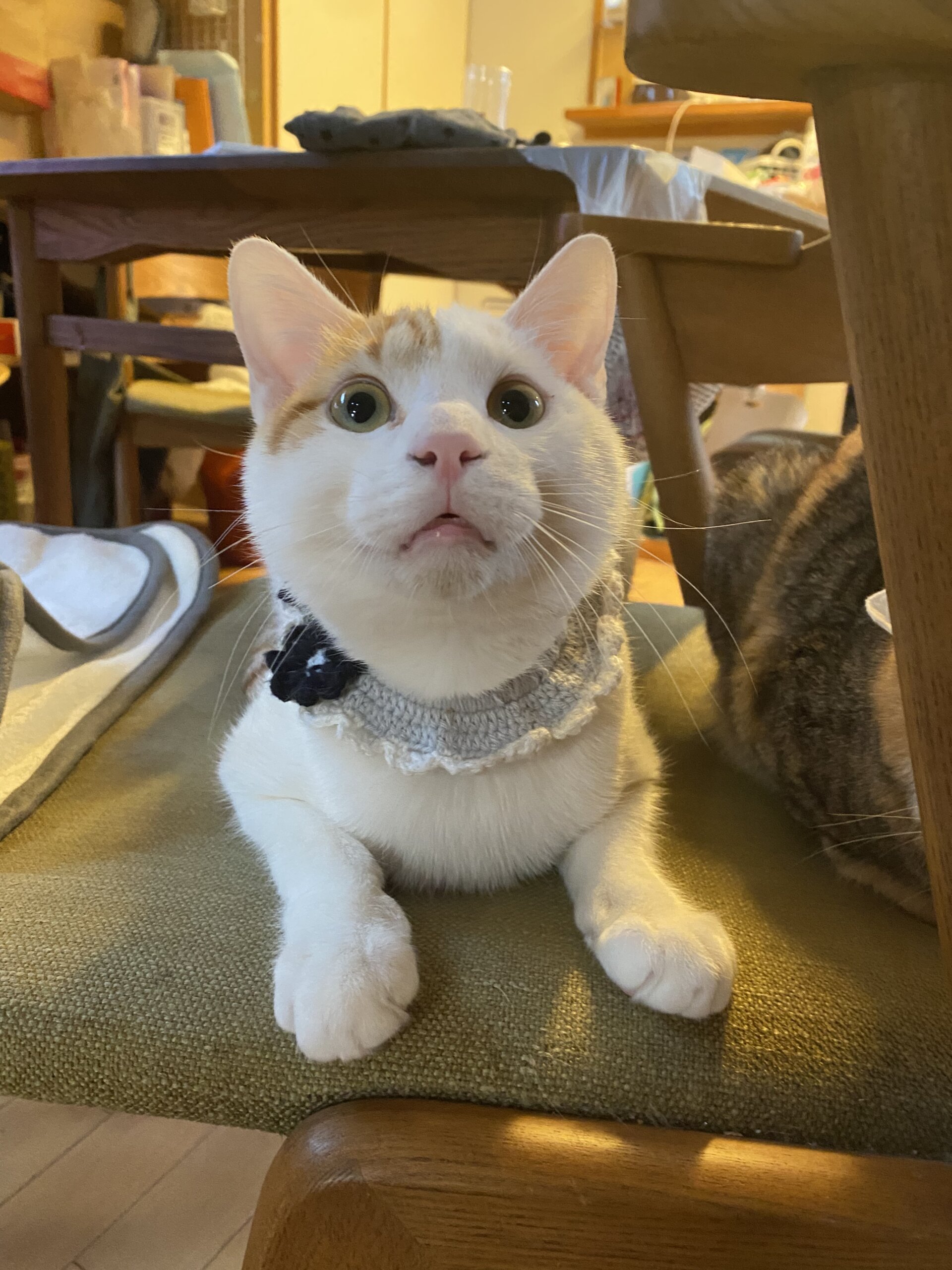 3/4譲渡会参加⭐︎茶白の少し怖がりな甘えん坊男子８ヶ月