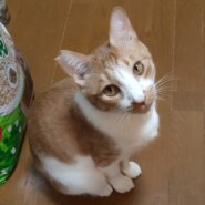 【多頭崩壊レスキュー】マイペースなおしゃべりくん