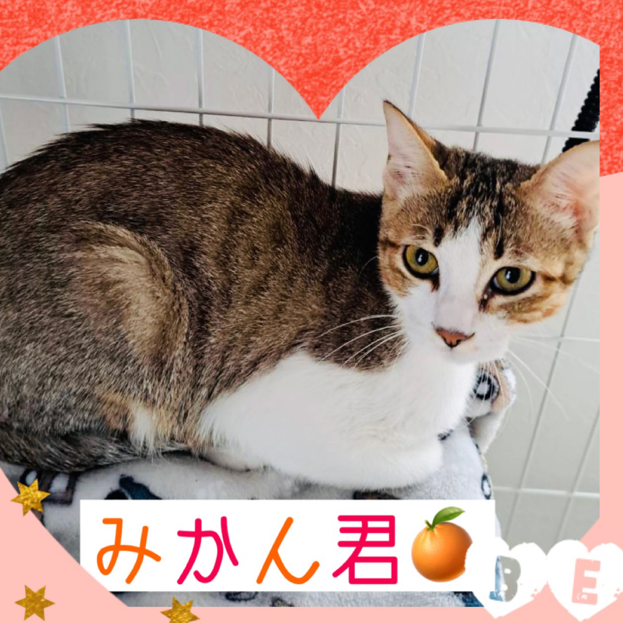 すっきりした塩顔のお目目ぱっちりのイケにゃん君♡