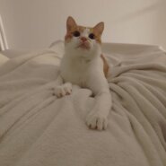 推定2歳の甘えん坊でやんちゃな男の子