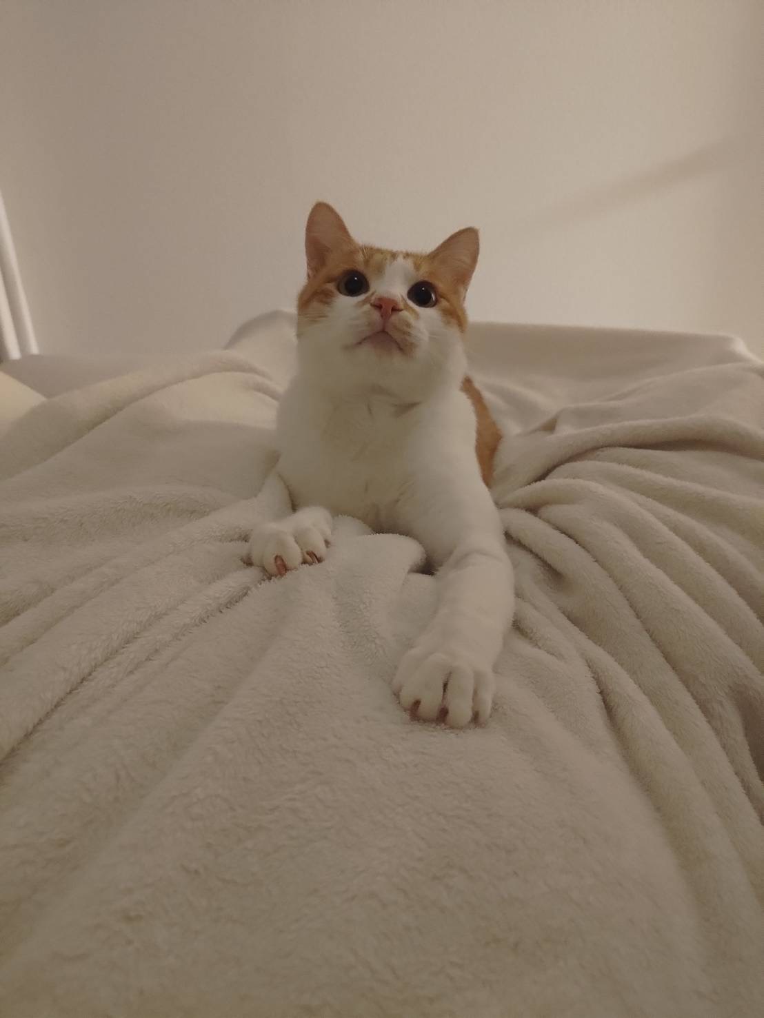 推定2歳の甘えん坊でやんちゃな男の子