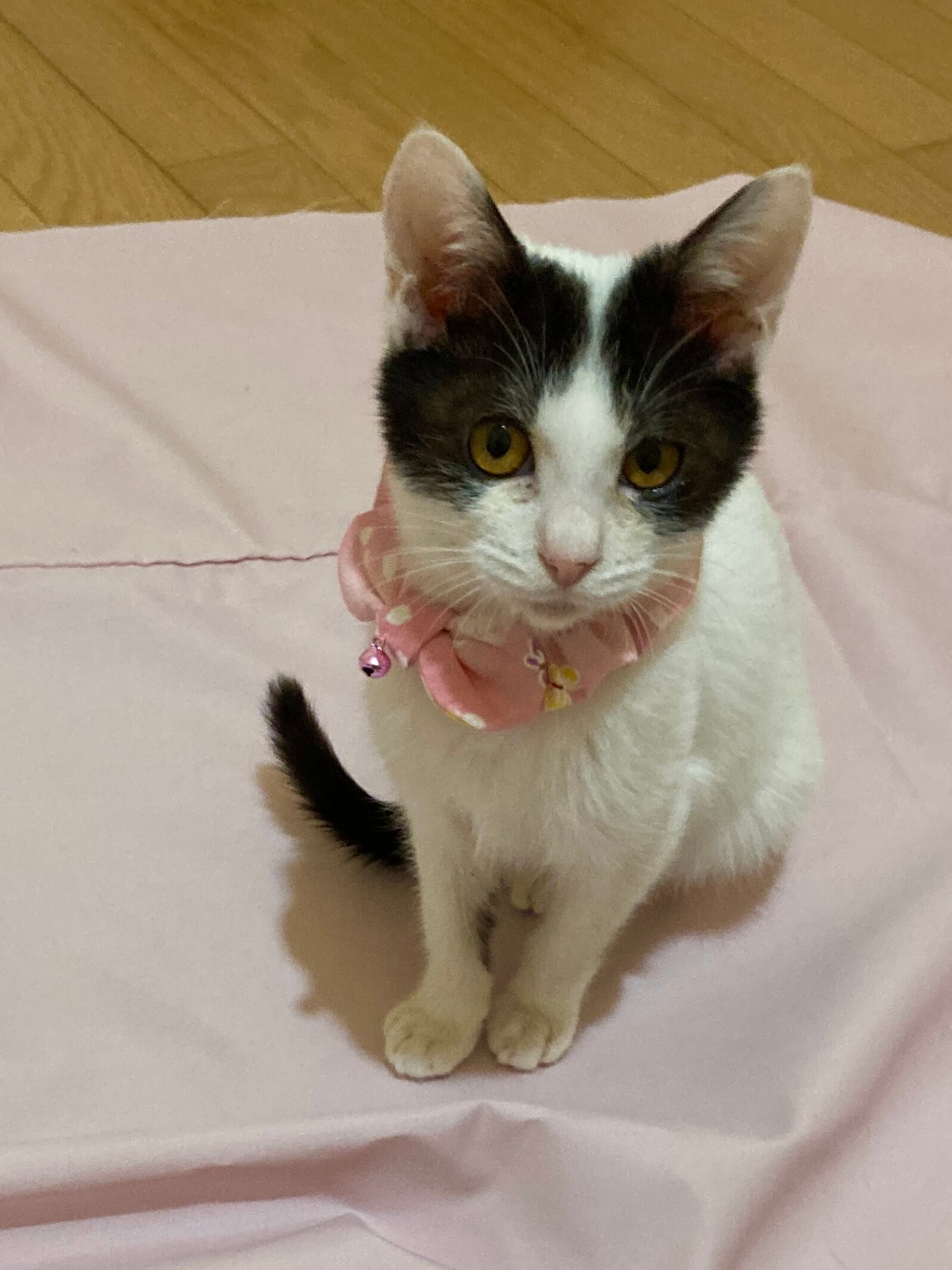 生後5ヶ月程白黒お嬢ちゃん