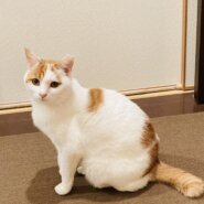 ぱっちりおめめの甘えんぼの女の子♡