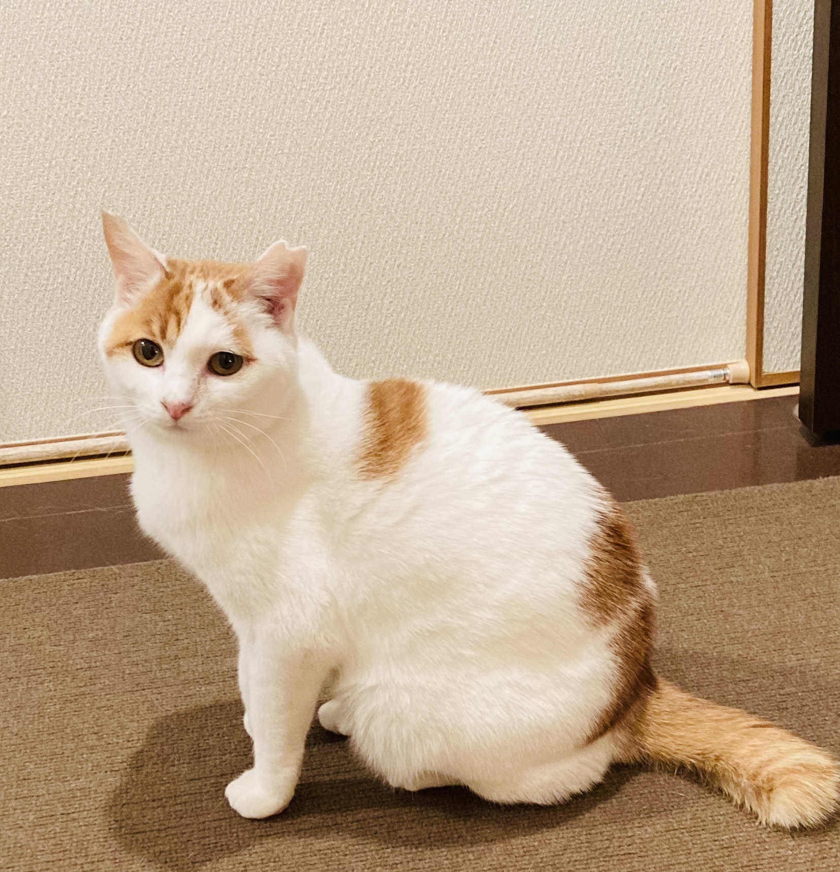 ぱっちりおめめの甘えんぼの女の子♡