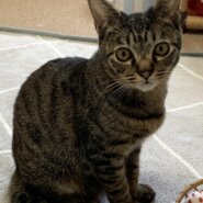 里親決まりました！　オットリ、優しい　キジトラ