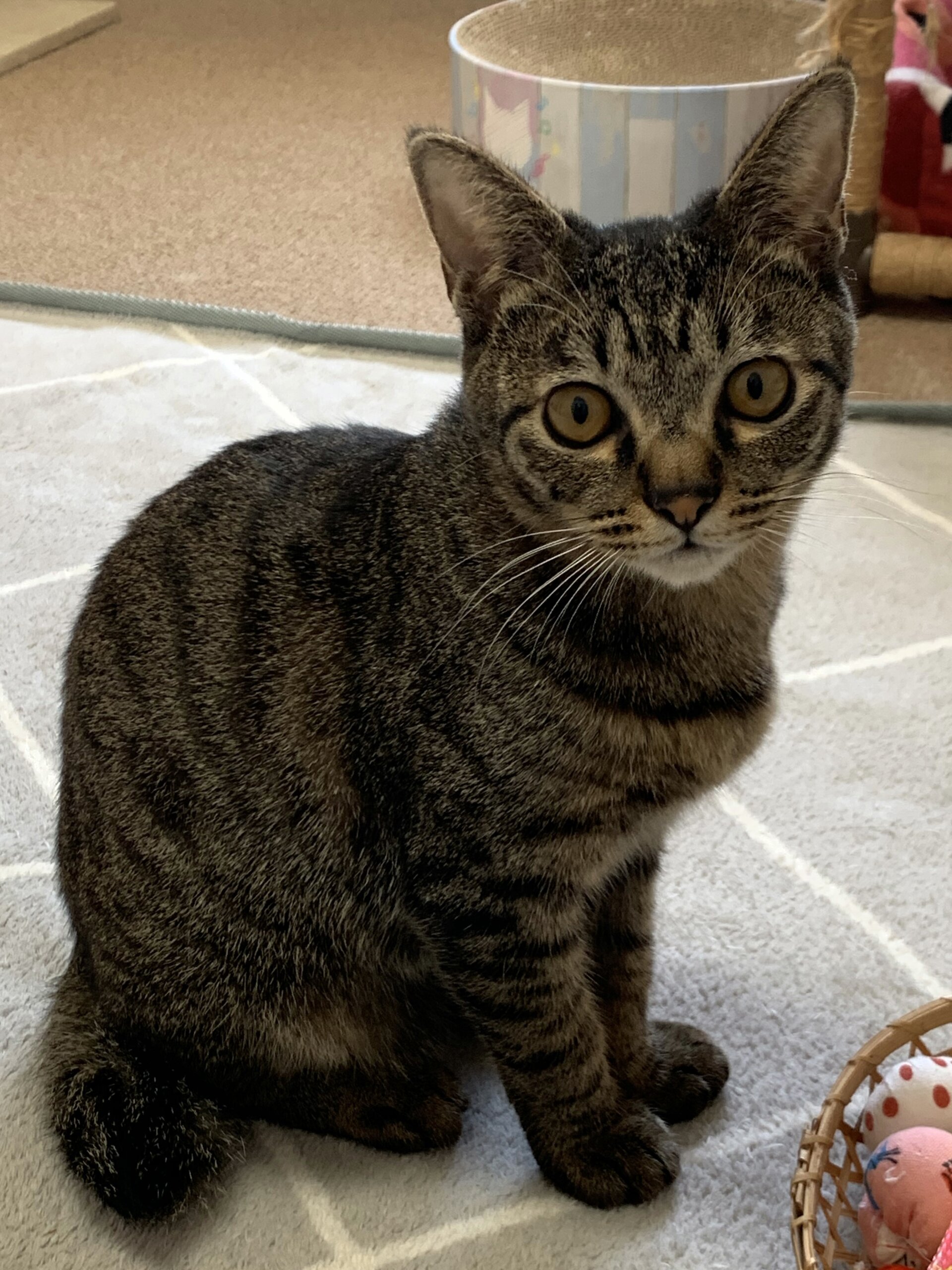 里親決まりました！　オットリ、優しい　キジトラ