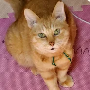 成猫の里親さんを探しています