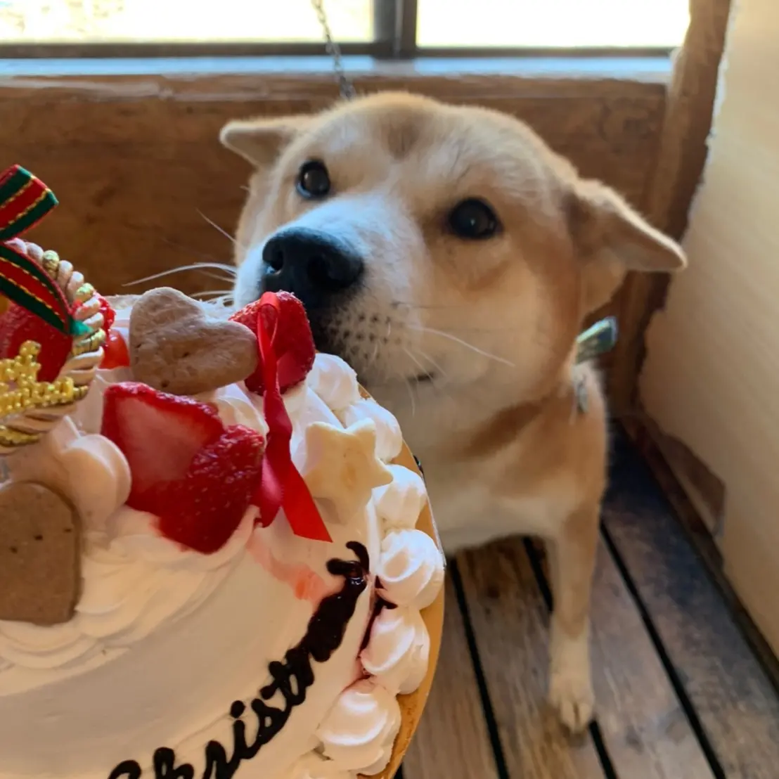 実は人が好き★あさひくん