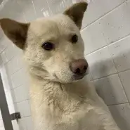 この子は山口県の福祉センターにいます。優しい目をしてます