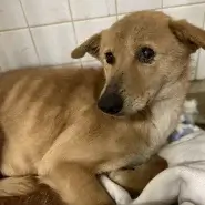 兄妹で捕獲されたようです。助けて下さい