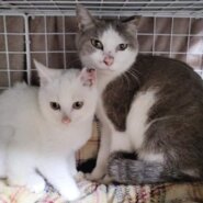 母子猫一緒に家族さんを探しています