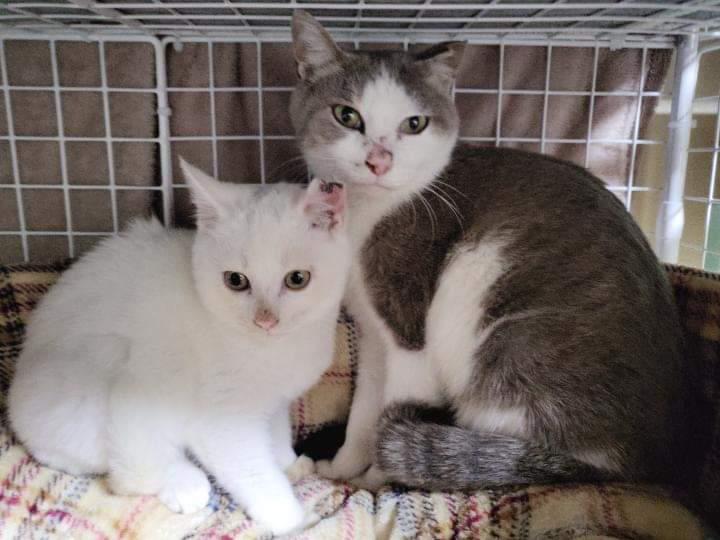 母子猫一緒に家族さんを探しています