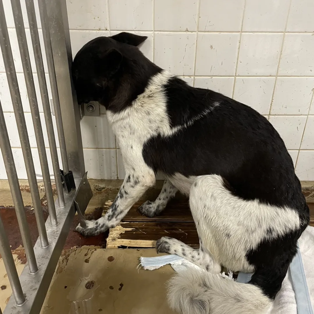 緊張感MAXの女の子を助けて下さい