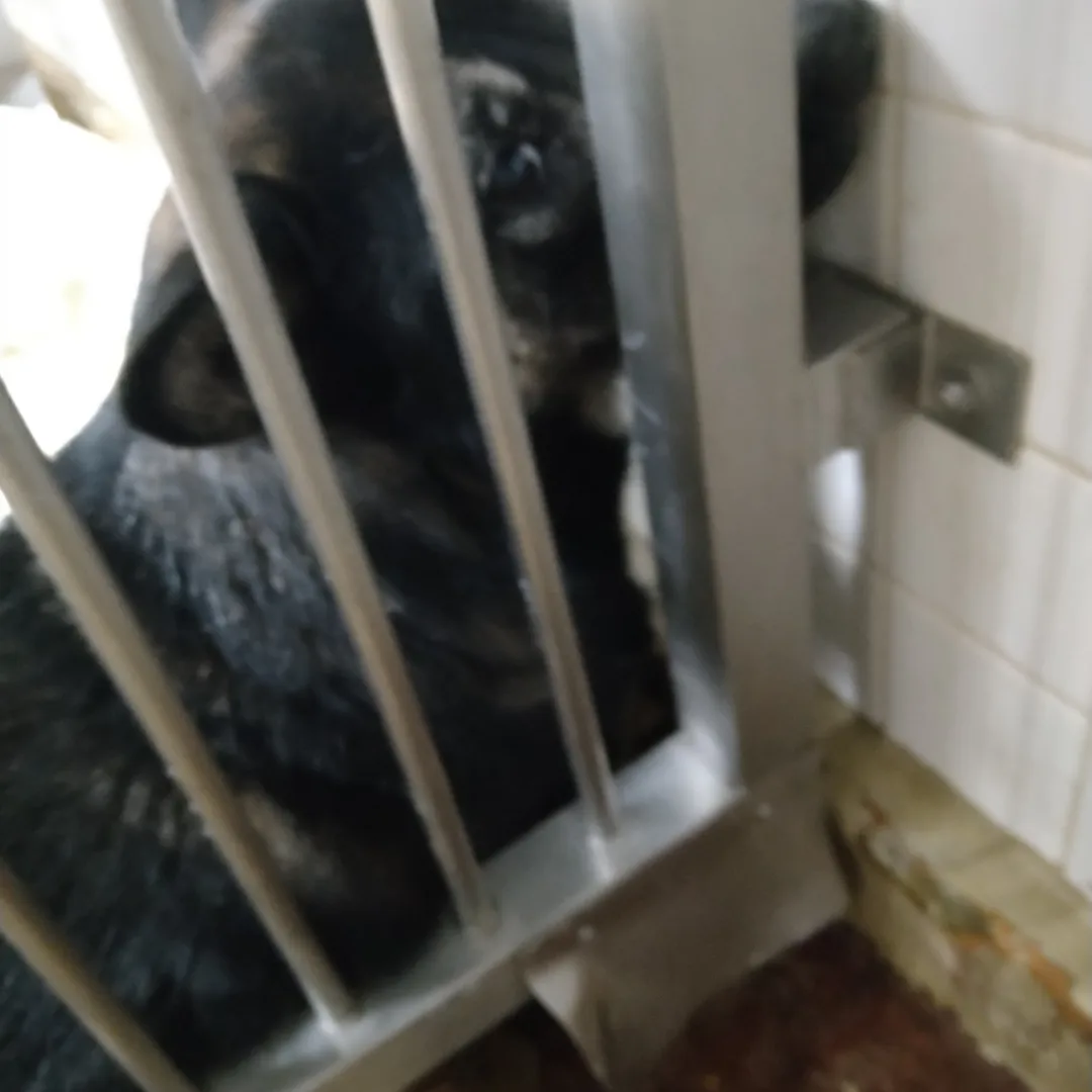 期限があります。家族に迎えて下さい