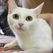 17匹の譲渡会／愛知県みよし市