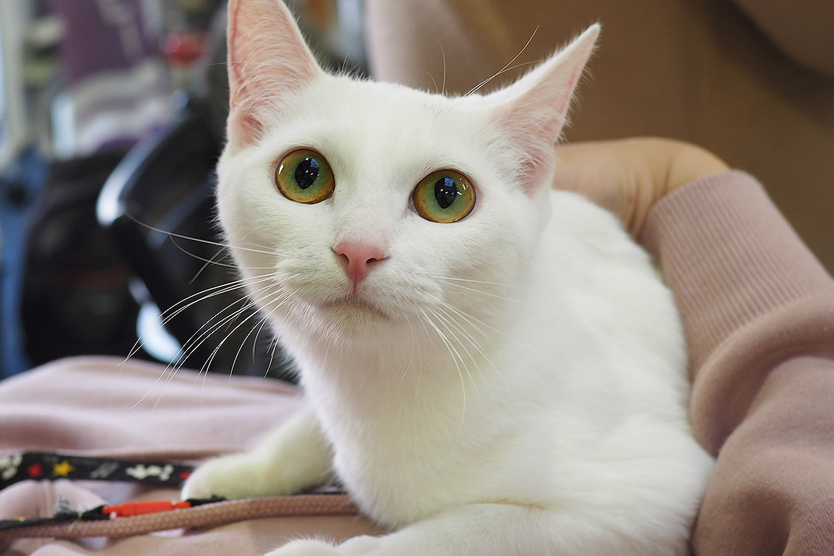 17匹の譲渡会／愛知県みよし市