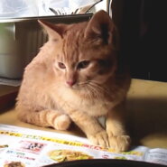 可愛くておだやかな性格の男の子