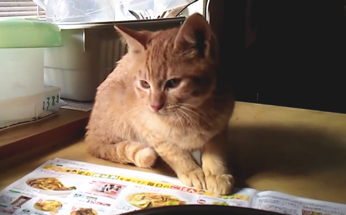 可愛くておだやかな性格の男の子