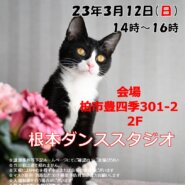 【柏市】3/12（日）根本ダンススタジオ保護猫譲渡会