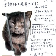 過酷な環境を生き抜いてきたボス猫さん