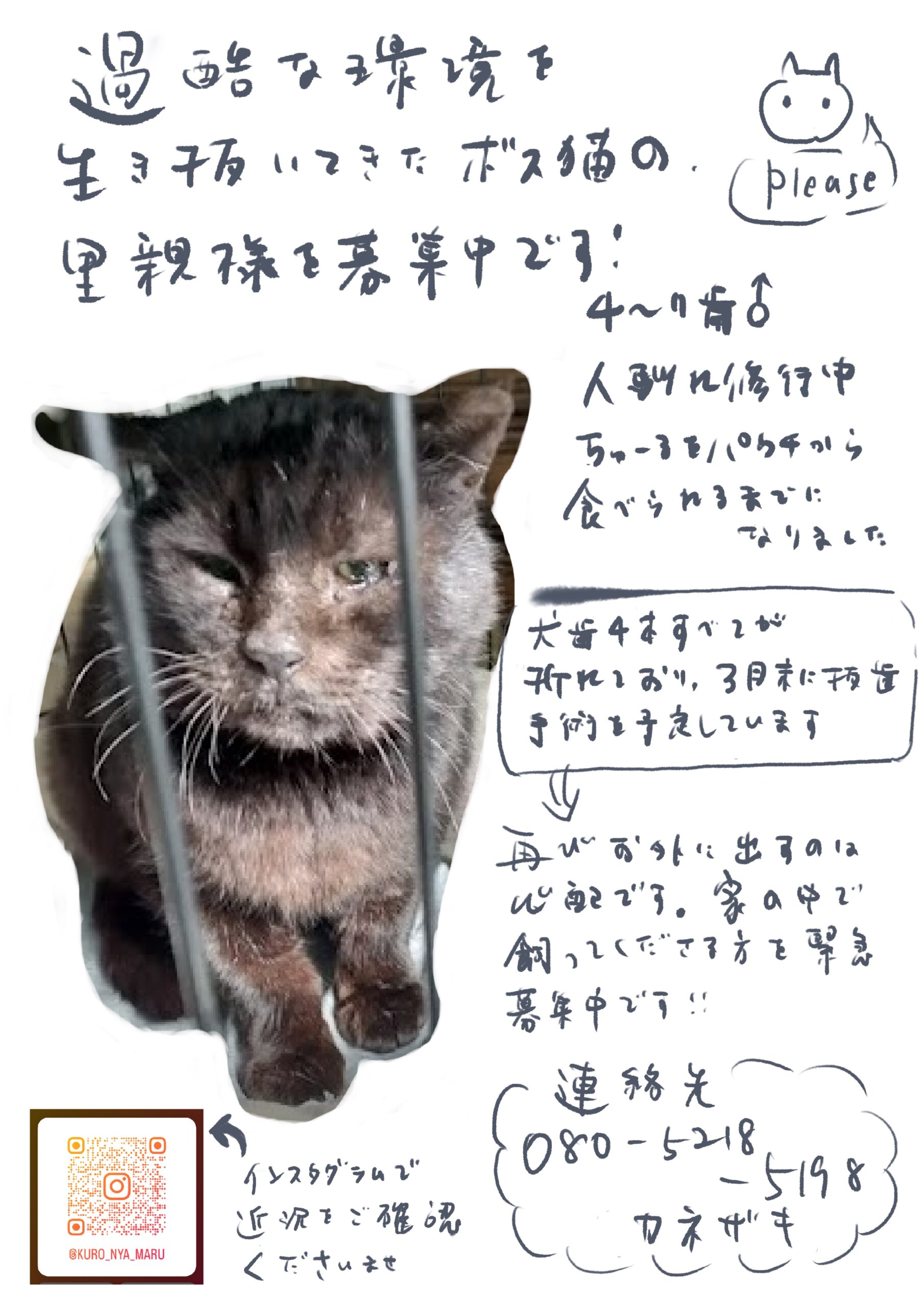 過酷な環境を生き抜いてきたボス猫さん