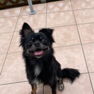 急募　2歳男の子、シュガ