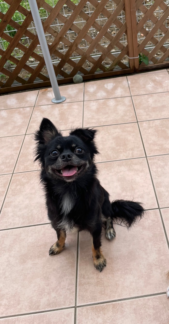 急募　2歳男の子、シュガ