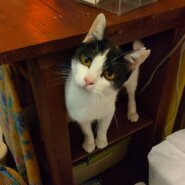 【譲渡決定】ビエネッタ：控えめだけど甘えん坊な女の子。