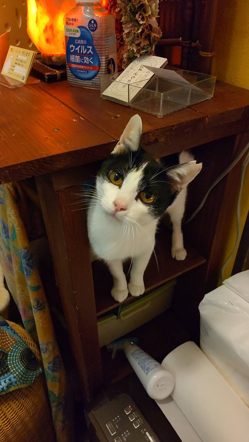 【譲渡決定】ビエネッタ：控えめだけど甘えん坊な女の子。