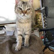 生後1年前後の子猫（男の子）