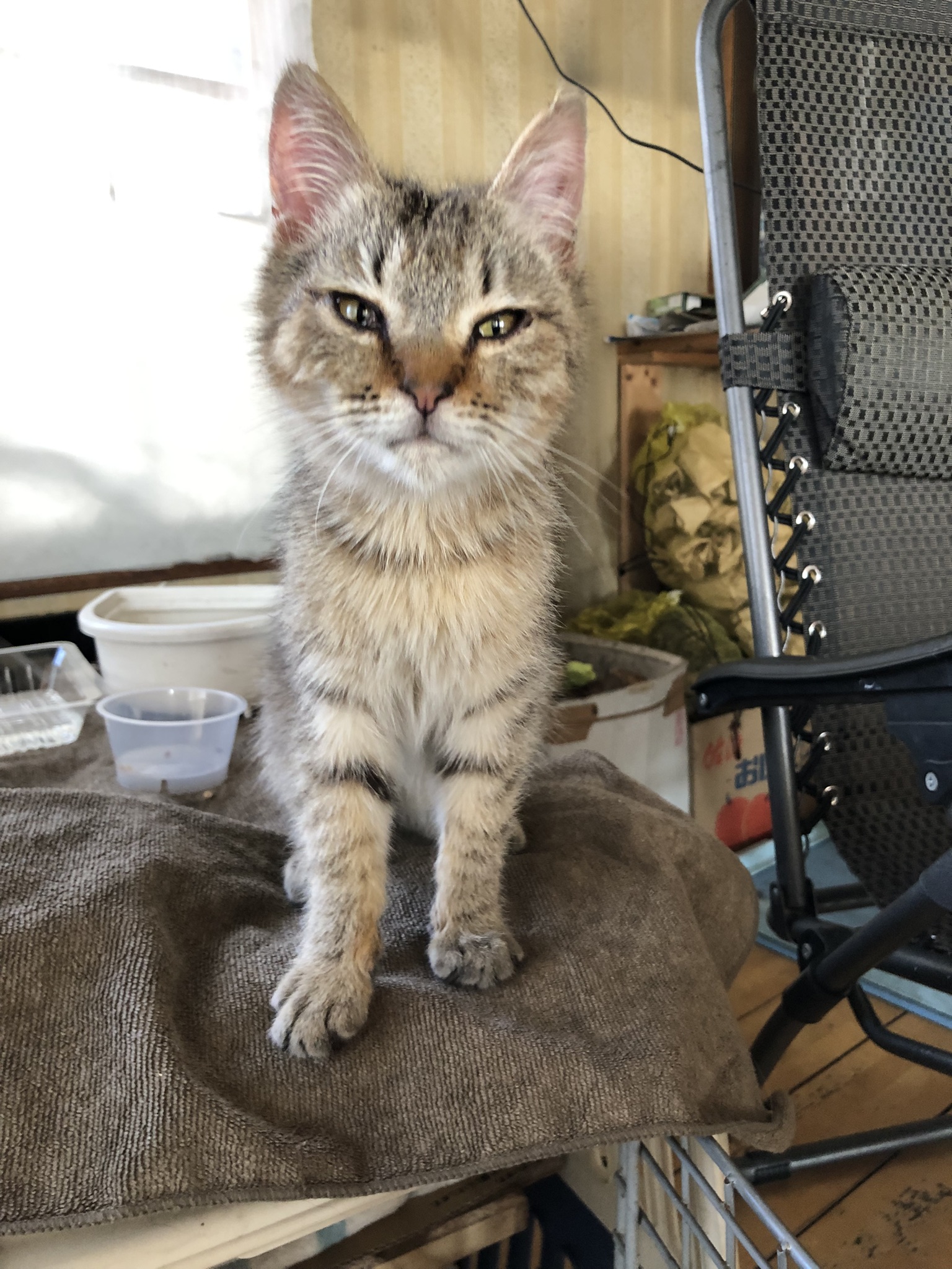 生後1年前後の子猫（男の子）