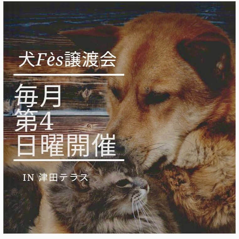 犬Fes譲渡会 保護犬と猫の譲渡会　