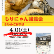 もりにゃん譲渡会