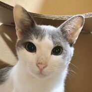 穏やかなグレー白のイケメンくん