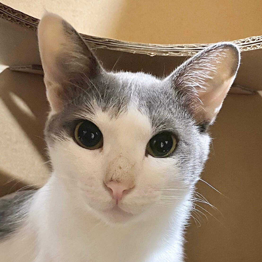 穏やかなグレー白のイケメンくん