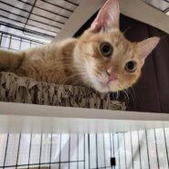 ごろごろの甘えん坊♪茶トラくん