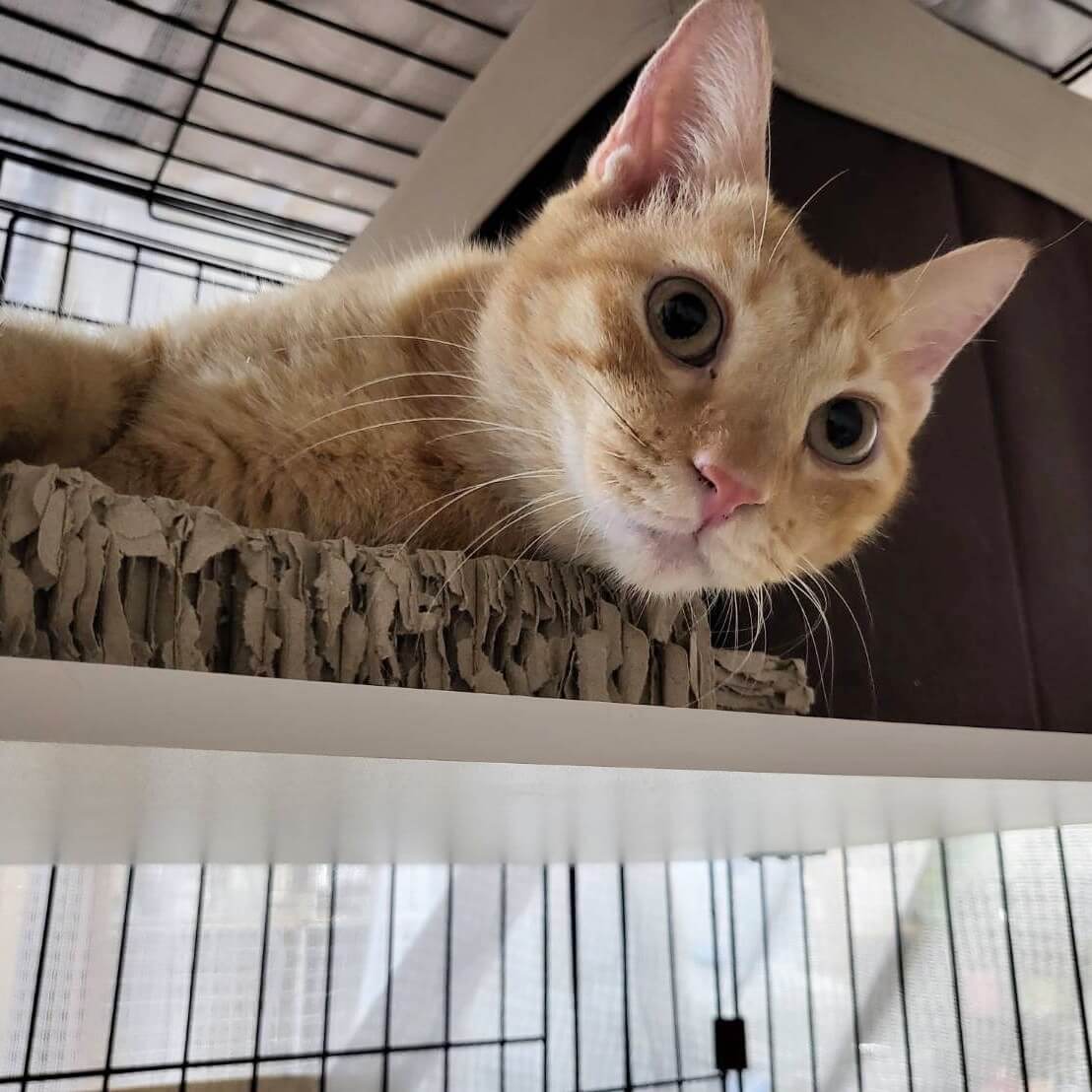 ごろごろの甘えん坊♪茶トラくん