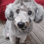 トイプードル元気なシニアです