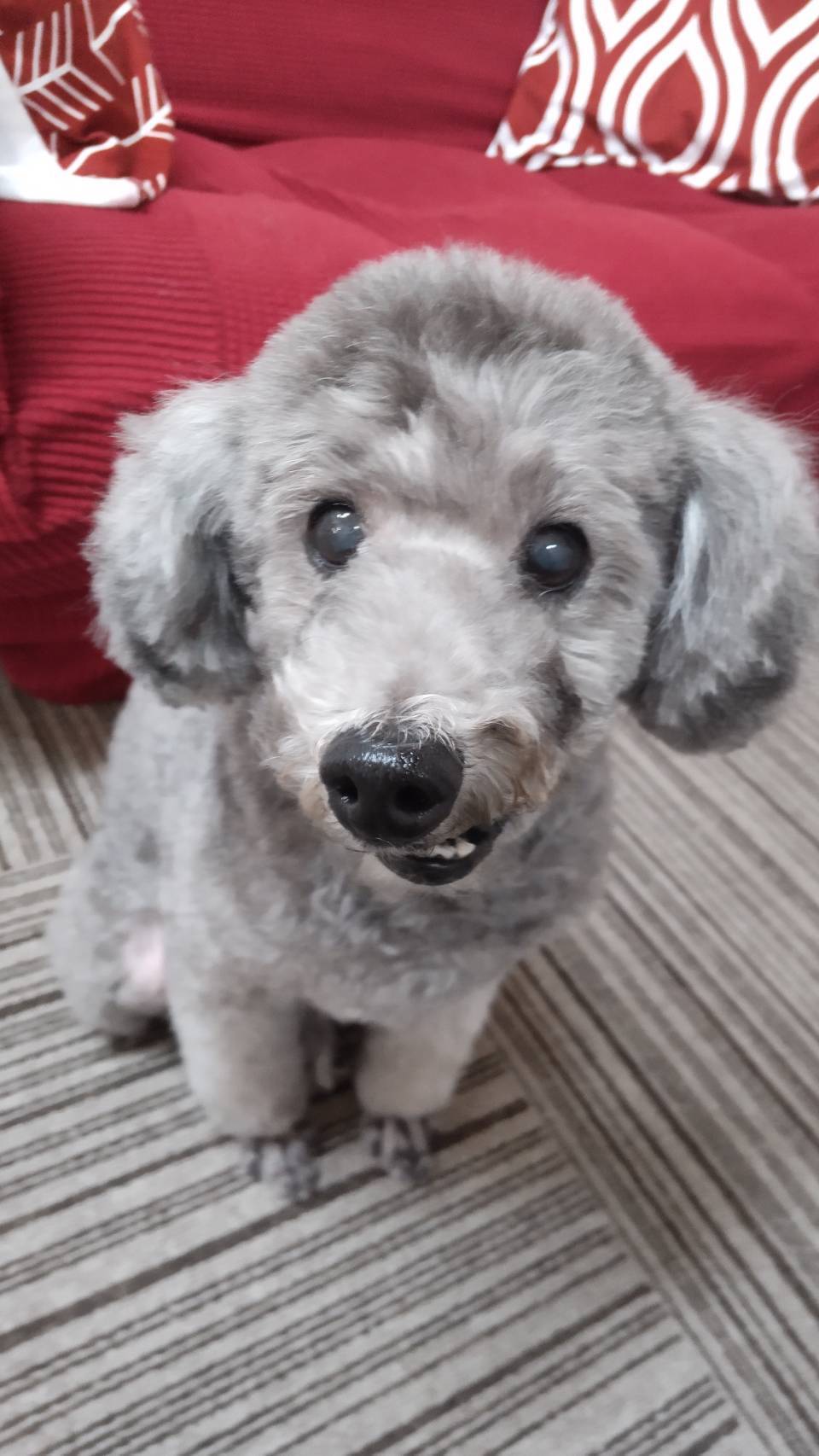 トイプードル元気なシニアです