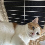 クセになる可愛さ♪甘えん坊もんくん