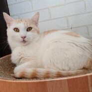 甘えん坊なおっとりさん♡スーミー