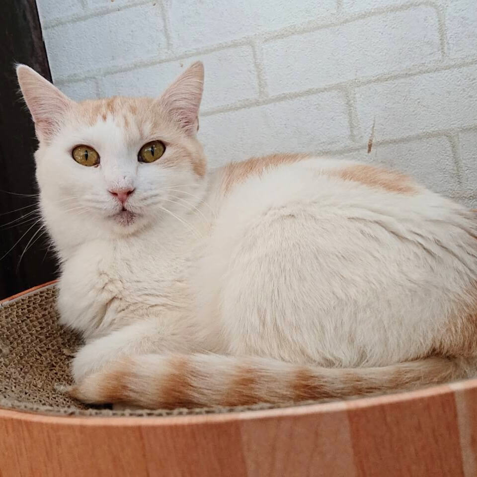 甘えん坊なおっとりさん♡スーミー